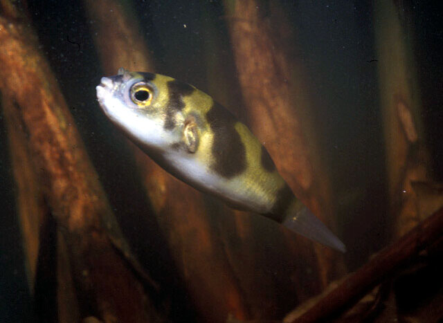 Colomesus asellus (Pesce palla sudamericano)